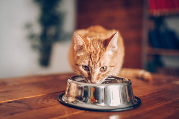 Does Grain Free Cat Food Cause Constipation Catati NZ