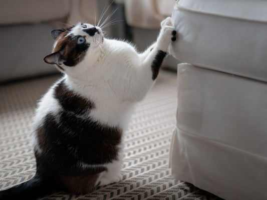 The Ultimate Guide to Choosing the Perfect Scratching Pole for Your Cat's Purr-fection - Catati NZ