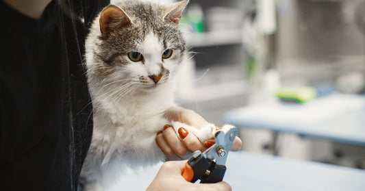 Ultimate Guide to Cat Grooming in New Zealand: Tools, Tips, and Health Benefits - Catati NZ