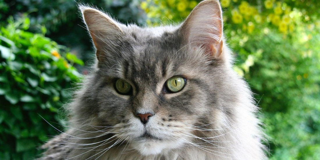 5 Common Health Issues for Maine Coon Cats - Catati