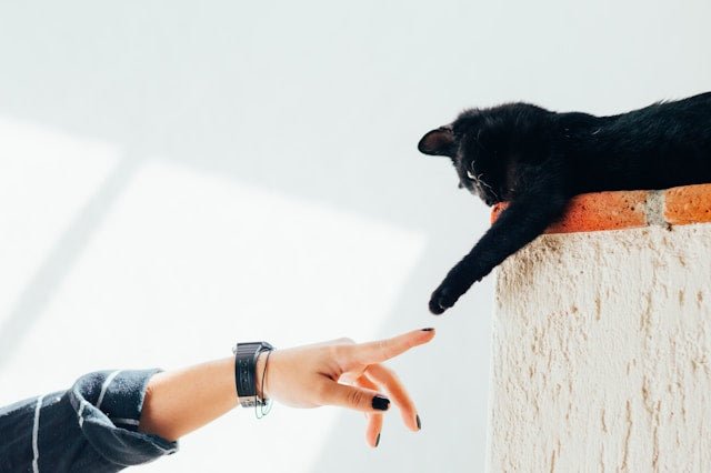 Adapting to New Territory: Understanding Your Cat's Behavior After Moving Homes - Catati