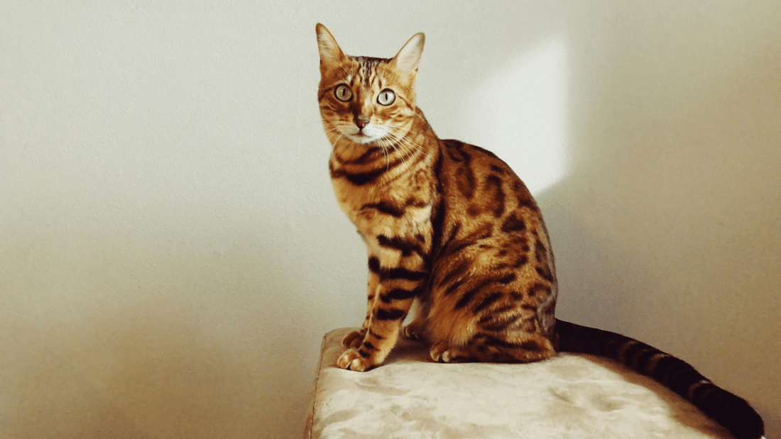 Bengal Cat: The Ultimate Guide to This Exotic Yet Domestic Breed - Catati