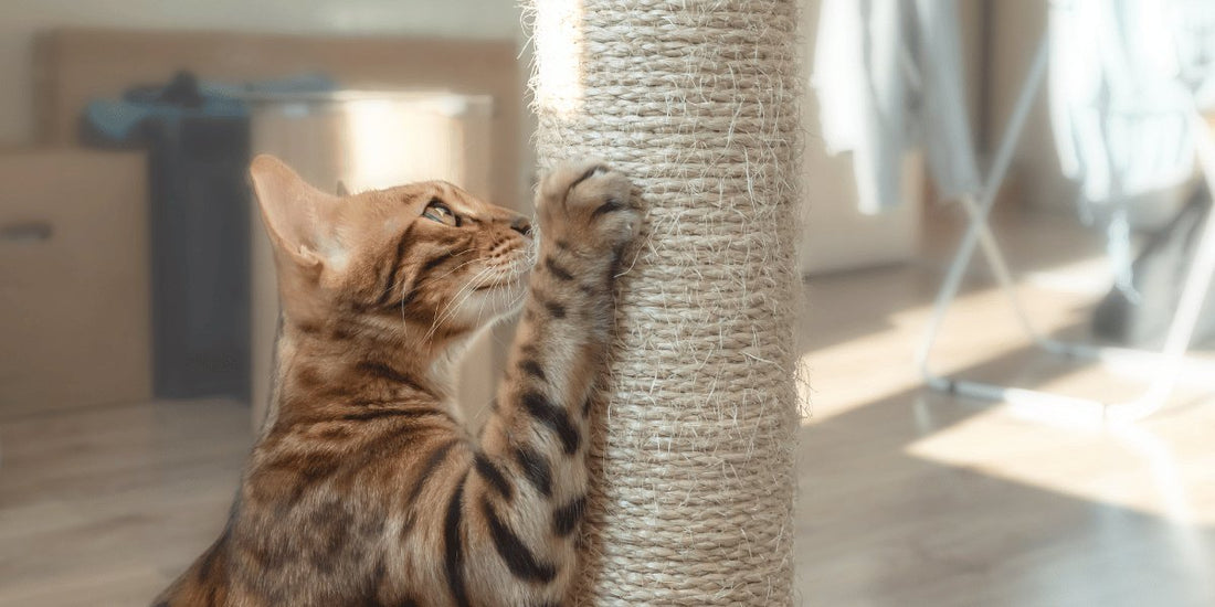 Best Cat Scratching Posts in NZ - Durable & Stylish Options - Catati