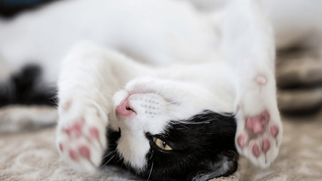 Cat Scratching: Why Cats Scratch and how to Protect Your Furniture - Catati