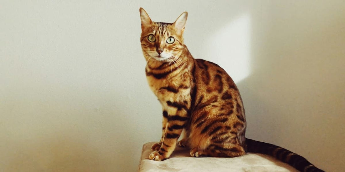 The Fascinating World of Bengal Cats: An In-Depth Guide - Catati