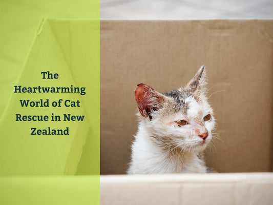 The Heart Warming World of Cat Rescue in New Zealand - Catati