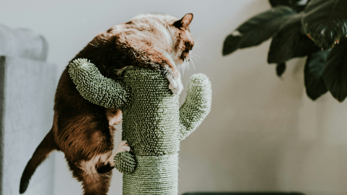 The Ultimate Guide to Cat Trees: Why Your Cat Needs One - Catati