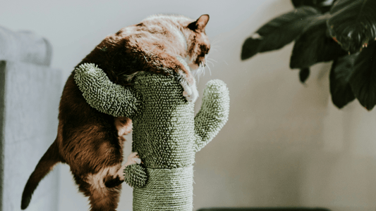 The Ultimate Guide to Cat Trees: Why Your Cat Needs One - Catati