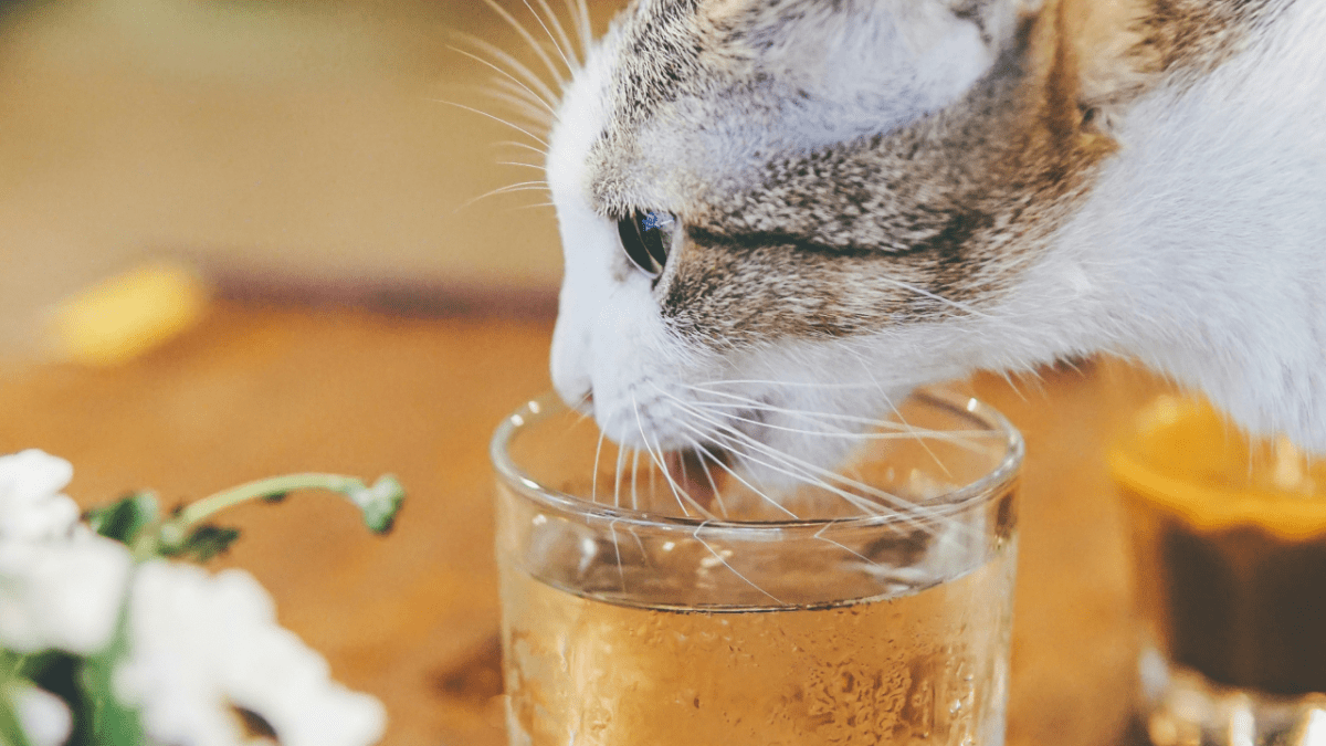 The Ultimate Guide to Cat Water Drinking Fountains: Benefits, Features, and Top Picks - Catati