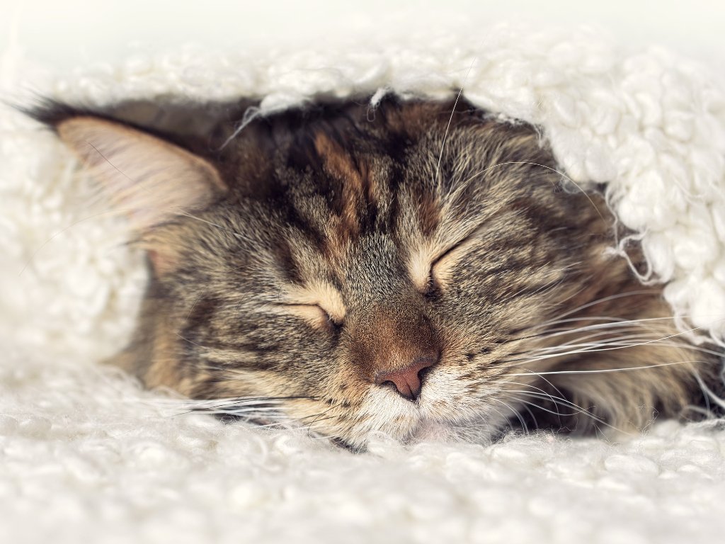 The Ultimate Guide to Choosing the Perfect Cat Bed: Enhance Your Furry Friend's Comfort - Catati