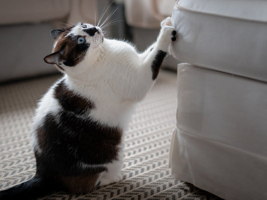 The Ultimate Guide to Choosing the Perfect Scratching Pole for Your Cat's Purr-fection - Catati