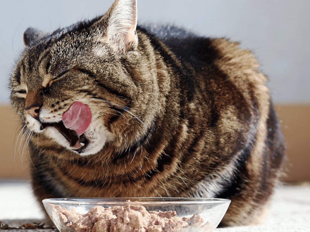 The Ultimate Guide to Selecting the Right Cat Food - Catati