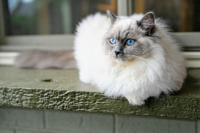 Uncover Your Ragdoll Cat's Mystique: Laid-Back Nature Explained ...