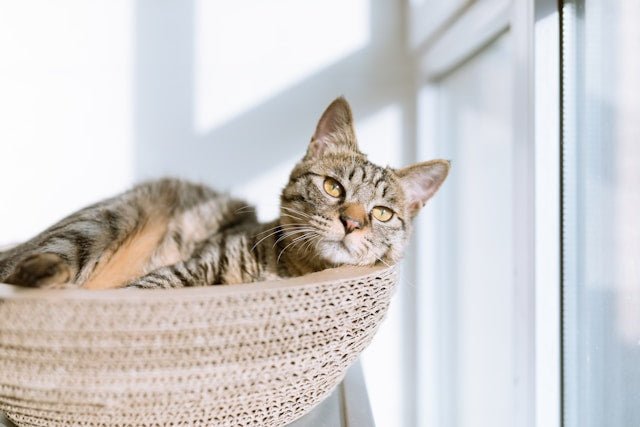 Whisker Wonders: The Best Toys for Lazy Cats That Will Perk Them Up - Catati