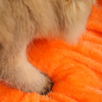 Pumpkin Cave Cat Bed - Ultra-Soft Plush Sanctuary