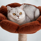 Silver cat curled inside the brown petal-shaped top perch of the flower cat tree.