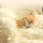 Llama Monster Cat Bed