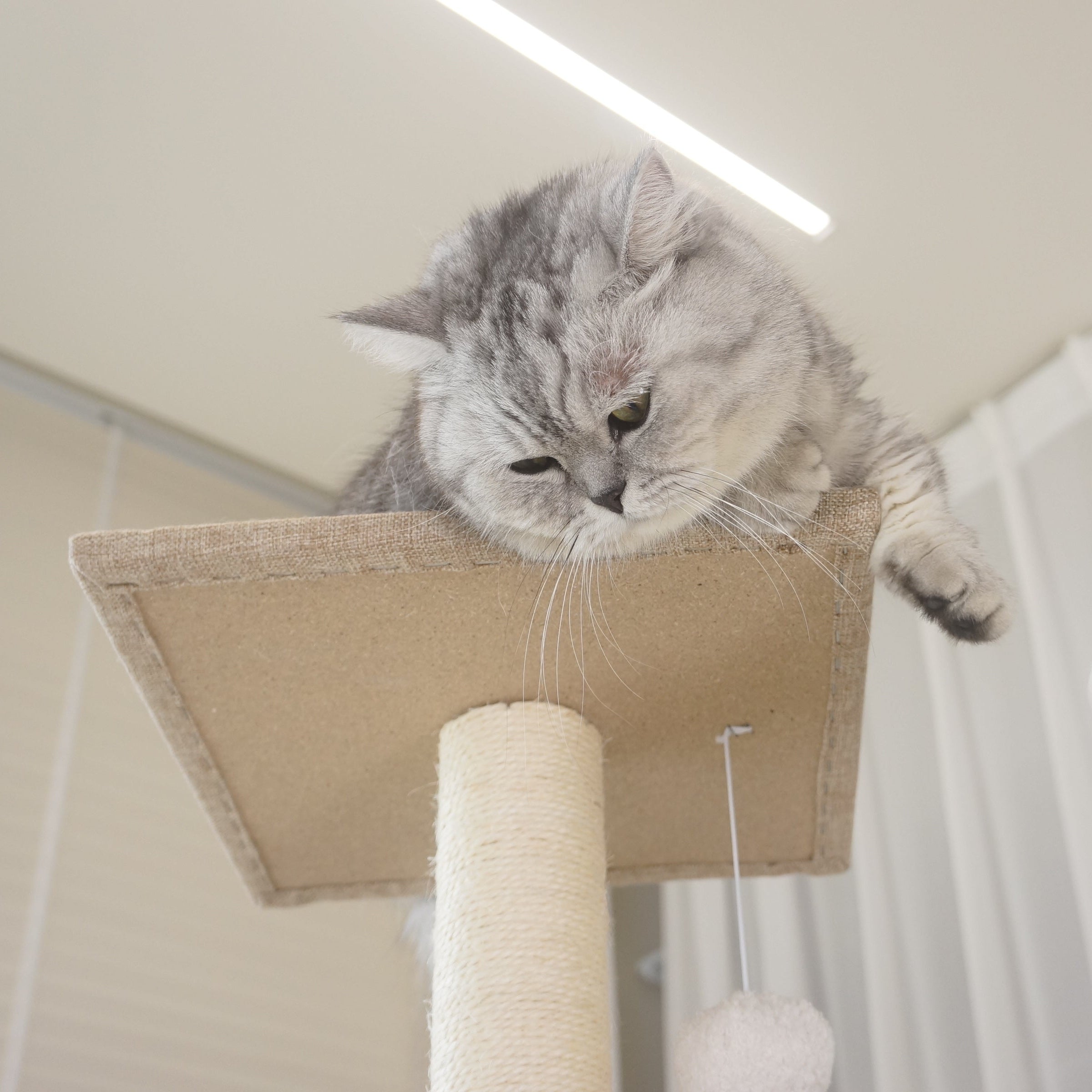 Multi-Level Cat Tree NZ – 140cm Condo Tower with Scratching Posts