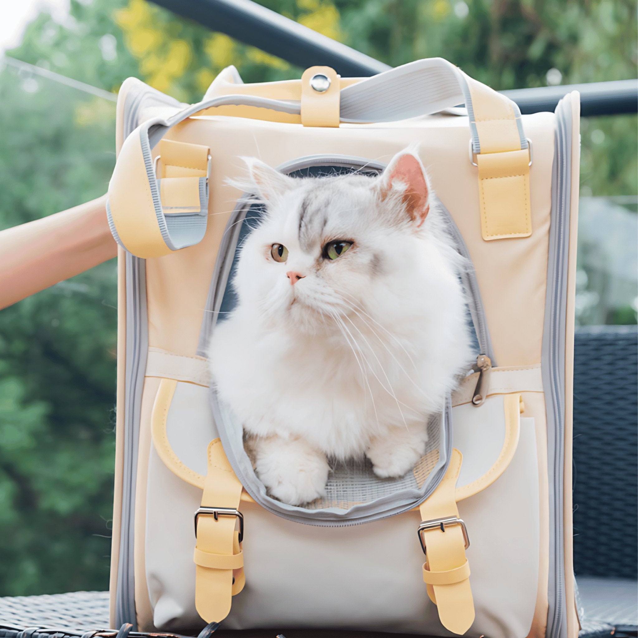 Backpack with cats best sale