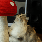 High Red Mushroom Cat Scratching Post – Compact & Cute by CATATI SELECTED - Default Title - Furniture - Catati