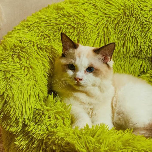 Horn Monster Cat Bed - Default Title - Furniture - Catati Cat Store