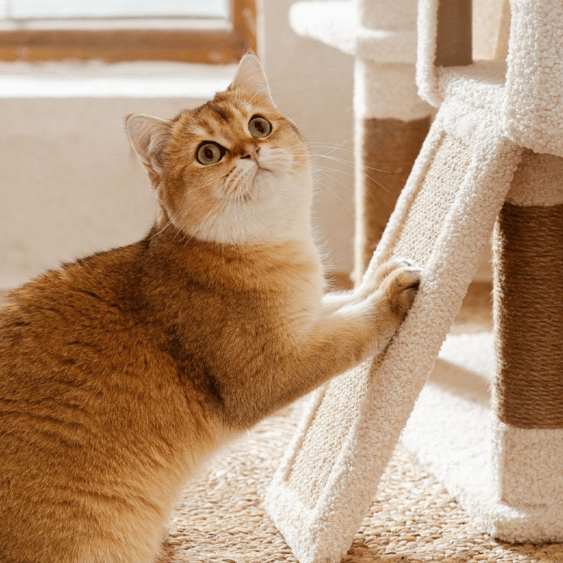 Nordic Cat Tree House - catati - nz - cat - products - online