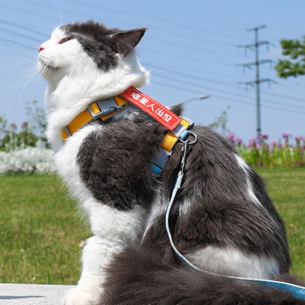 Tag Cat Harness and Leash Set - catati - nz - cat - products - online